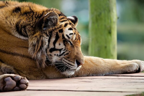 Un tigre perezoso duerme con su hocico en sus patas