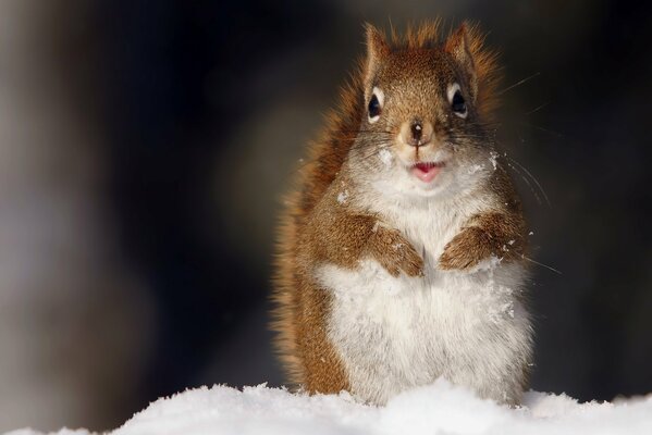 Eichhörnchen sitzt im Schnee und schaut in die Kamera