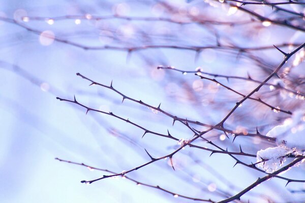 Spring tree branches with melting snow