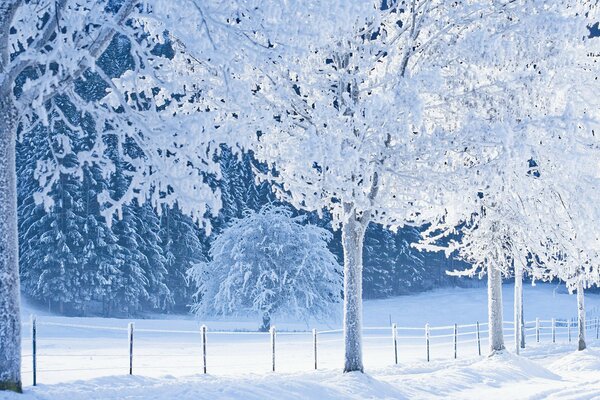 Zaun und Bäume im Schnee