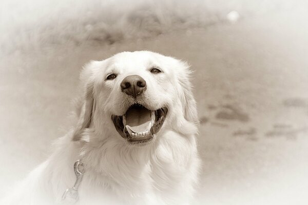 Un buen Retriever sobre un fondo blanco