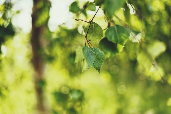 Green birch leaves on a sunny day