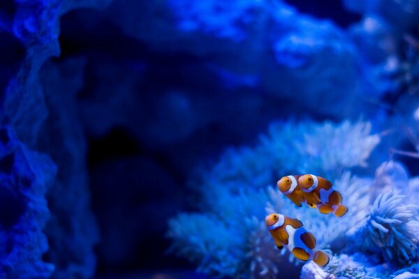 Poissons brillants. Belles algues dans l aquarium