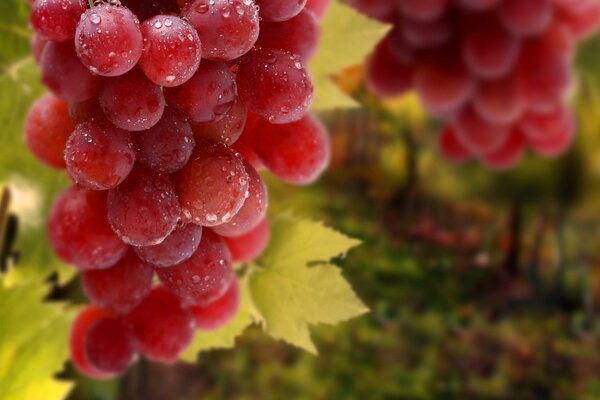 Racimos de uvas en gotas de rocío y follaje