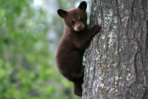 A brown bear cub on a tree against a background of green leaves