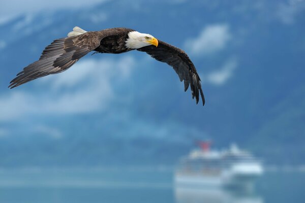 The eagle soars above the sea. A huge ship