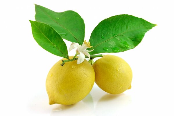 Due limoni su un ramo con foglie