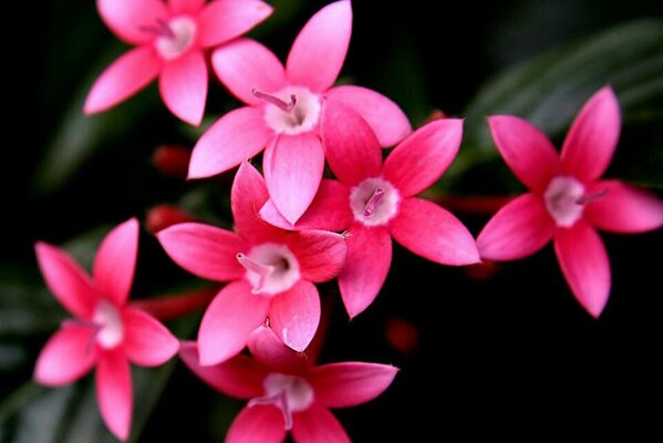 Belles fleurs roses sur fond noir