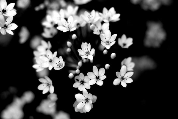 Nature, black and white flowers background blur