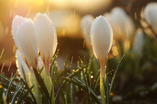 Fresh morning flowers with dew