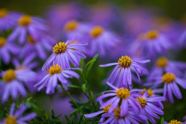 Lilac daisies (Alpine aster)