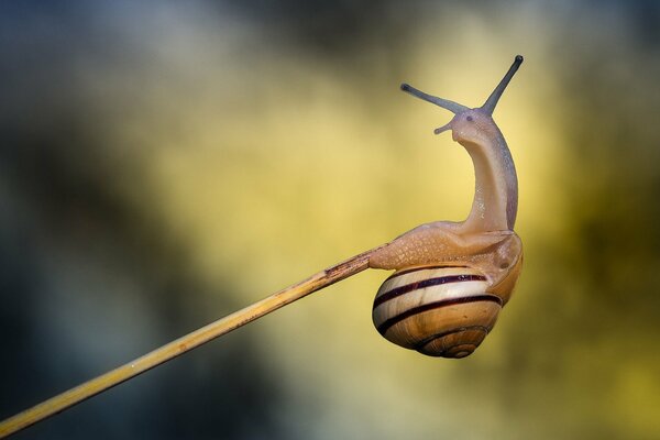 An elegant snail froze on a twig