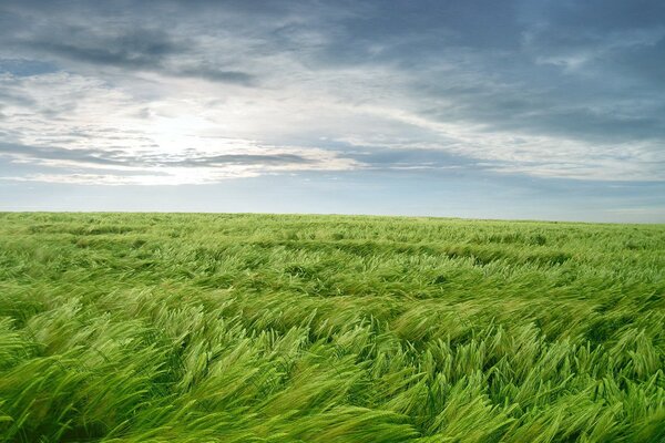 The green grass bent under the wind