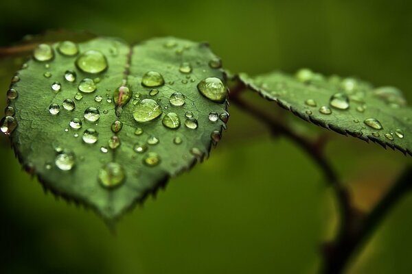 Rosée du matin sur les feuilles dans la forêt