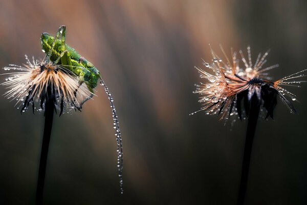 Morning dew on dandelions and grasshopper