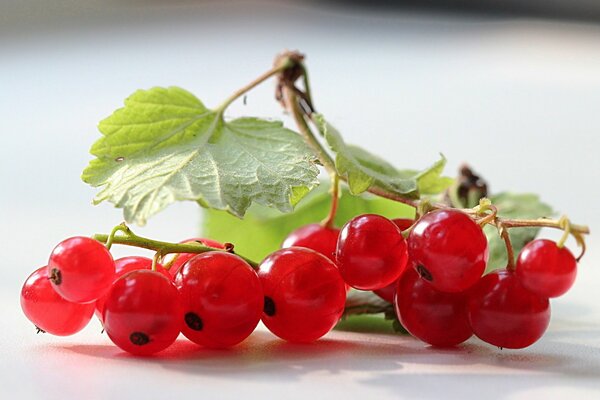 Rote süße Johannisbeere Foto