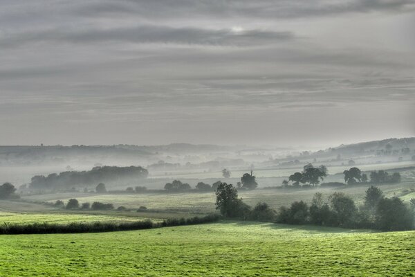 Foggy field with trees