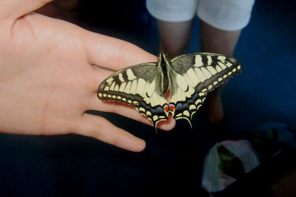 Schöner Schmetterling auf der Hand eines Mannes