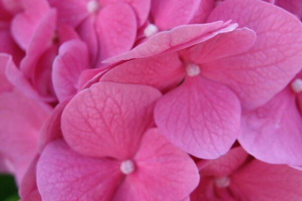 Fleurs d hortensia rose macro shot