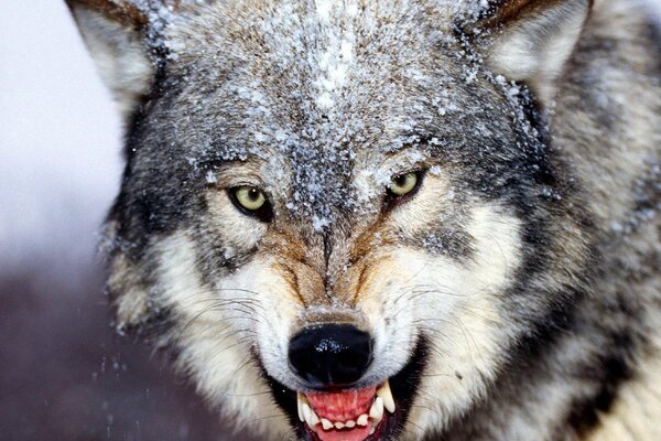 El poder del lobo en su poderosa sonrisa