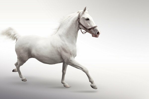 A white horse gallops on a white background