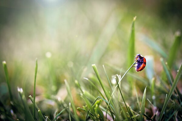 Photo de gros plan d une coccinelle sur la pointe de l herbe