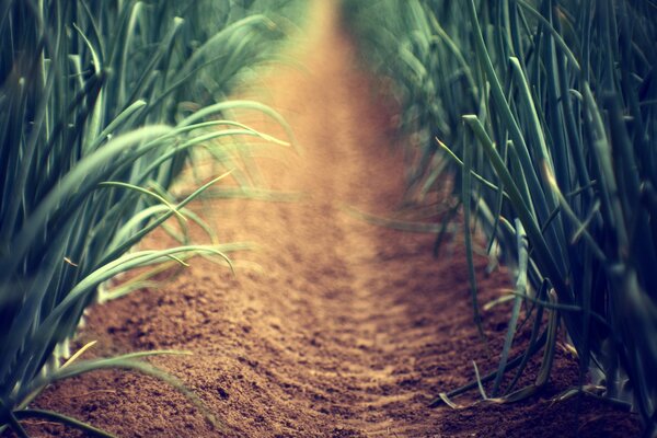 A path among the grass in the garden