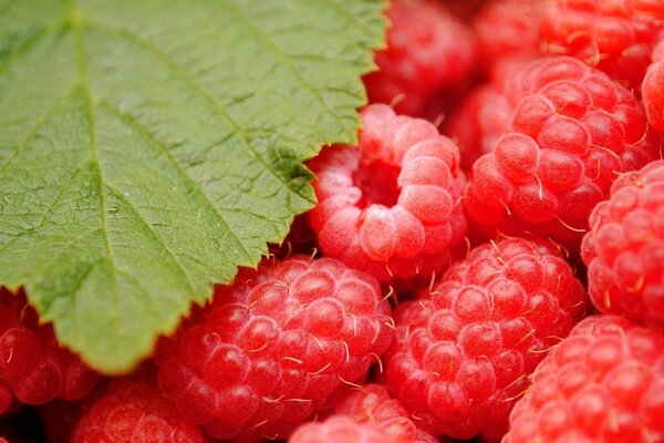 Lecker in Form von Himbeeren ist mit einem grünen Blatt bedeckt