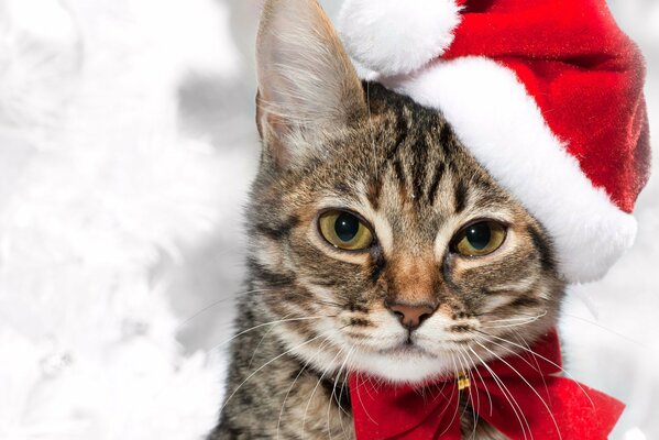 A cat in a red Santa Claus hat and a bow