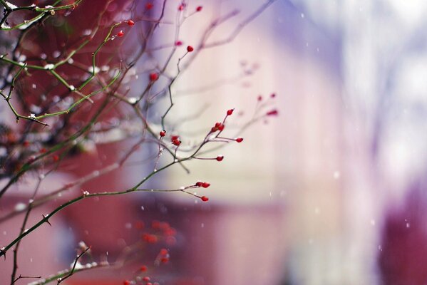 Winter berries on a branch with falling snow