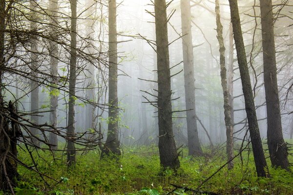 Die Bäume im Wald sind in Nebel gehüllt