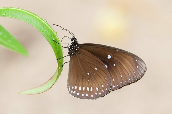 The noble butterfly froze on a blade of grass