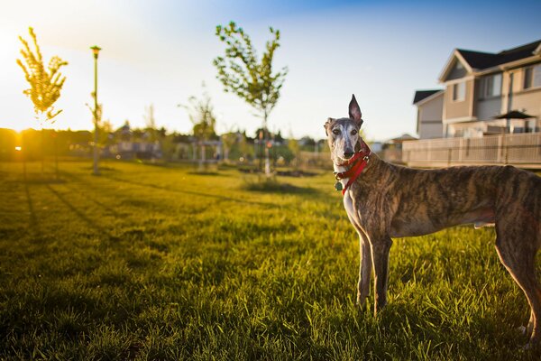 Der Hund geht morgens alleine in der Nähe des Hauses spazieren