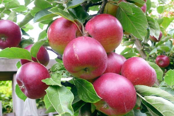 Red apples ripened on the branch of an apple tree