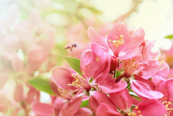 Ape in fiore di ciliegio in primavera