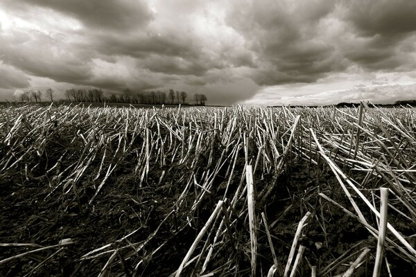 Late grass and low sky