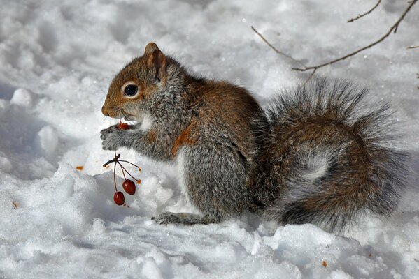 Ardilla se sienta en la nieve y come bayas