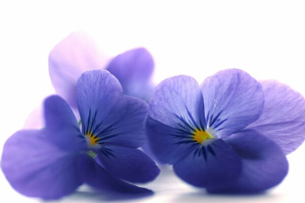 Hermosos pétalos de flores sobre fondo blanco