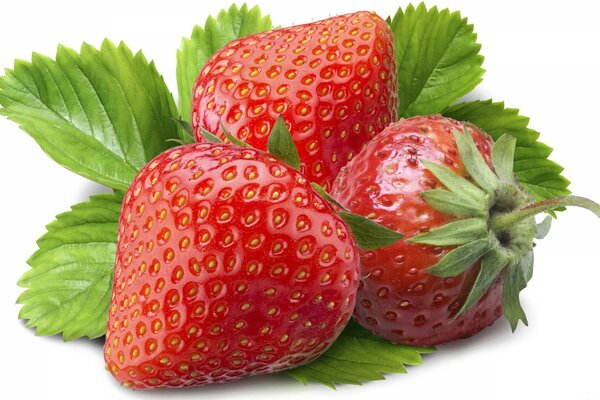 Photo de trois fraises avec des pédoncules