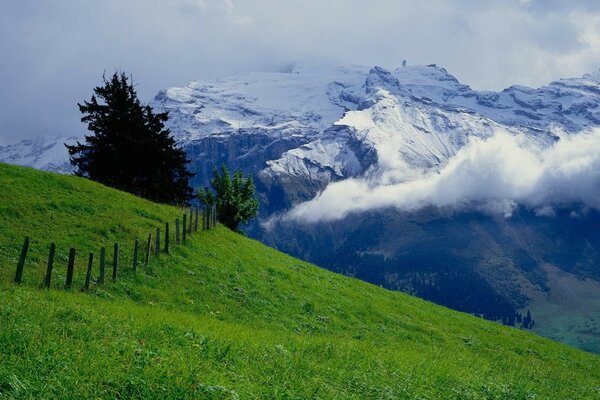 Meadow with green grass and mountains