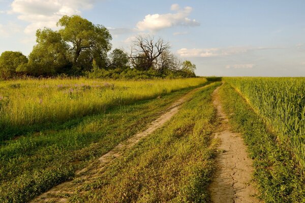 Sommerlandschaft mit Straße mitten im Gras