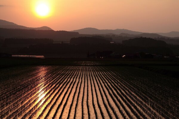 El campo de arroz se ve hermoso al sol