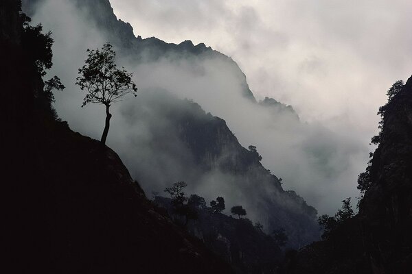 Árbol en la ladera de la montaña en la niebla