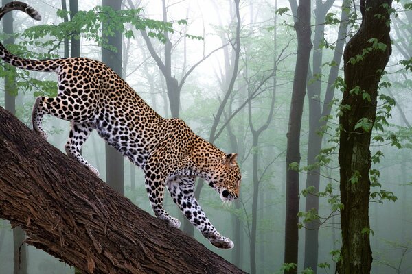 The leopard carefully descends the branch