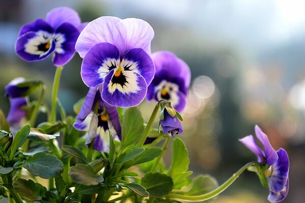 Parterre de verano, flor de pensamiento