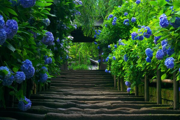 Japon escalier hortensia fleurs