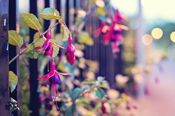 Bellissimi fiori crescono attraverso la recinzione