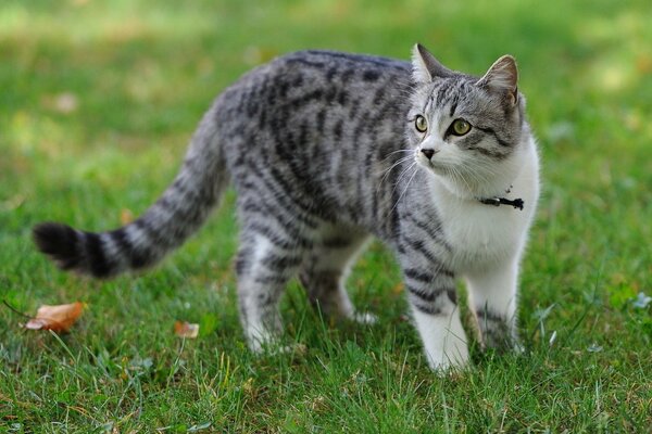 Gatto sul prato verde sullo sfondo