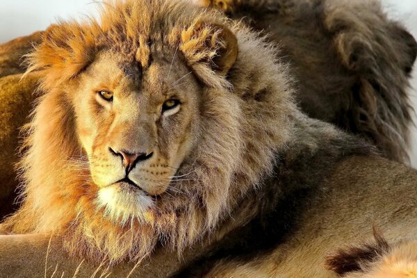 Un Lion avec une crinière énorme