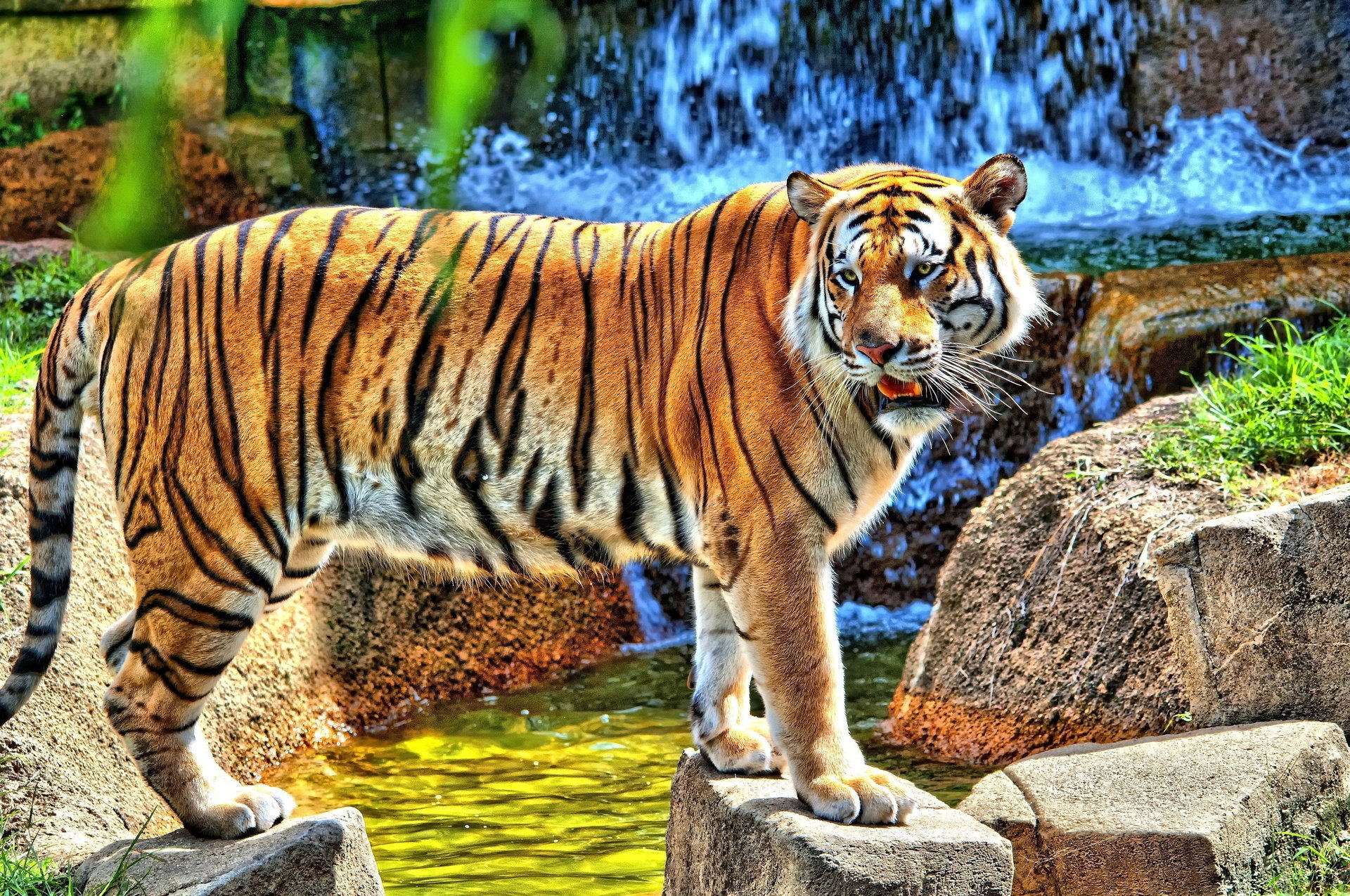 wasserfall steht steine tiger schaut